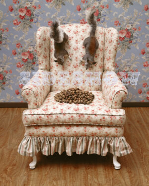 Neal Brown Squirrel's Chair